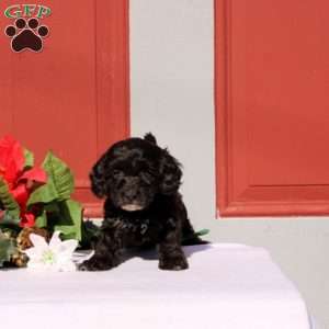 Nabiya, Morkie-Poo Puppy